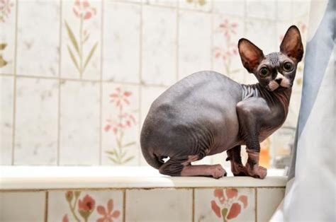 CUIDADOS IMPRESCINDIBLES de un gato SPHYNX o Sin Pelo